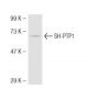 SH-PTP1 Antibody (PTY11) - Western Blotting - Image 42230