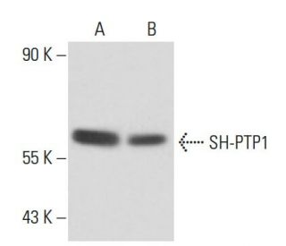SH-PTP1 Antibody (PTY15) - Western Blotting - Image 17974 