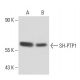 SH-PTP1 Antibody (PTY15) - Western Blotting - Image 17974 