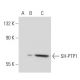 SH-PTP1 Antibody (PTY15) - Western Blotting - Image 42226