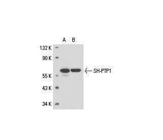 SH-PTP1 Antibody (PTY6) - Western Blotting - Image 17973 