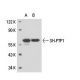 SH-PTP1 Antibody (PTY6) - Western Blotting - Image 17973 