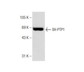 SH-PTP1 Antibody (D-11) - Western Blotting - Image 142319