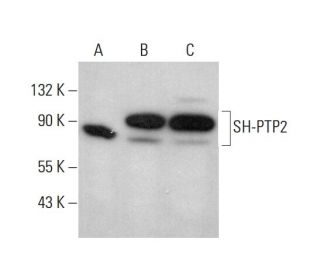 SH-PTP2 Antibody (D-1) - Western Blotting - Image 377471 