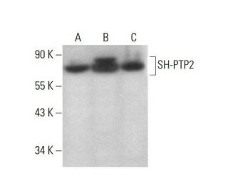 SH-PTP2 Antibody (D-3) - Western Blotting - Image 352016 
