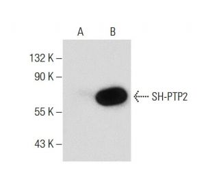 SH-PTP2 Antibody (H-2) - Western Blotting - Image 134129 