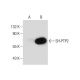 SH-PTP2 Antibody (H-2) - Western Blotting - Image 134129 