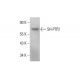 SH-PTP2 Antibody (H-2) - Western Blotting - Image 377472