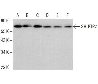 SH-PTP2 Antibody (D-3) - Western Blotting - Image 377476