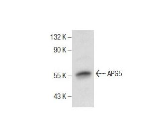 APG5 (FL-275): sc-33210. Western blot analysis of APG5 expression in SH-SY5Y whole cell lysate. 