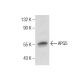 APG5 (FL-275): sc-33210. Western blot analysis of APG5 expression in SH-SY5Y whole cell lysate. 