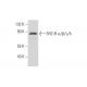 SH2-B α/β/γ/δ Antibody (C-11) - Western Blotting - Image 314077