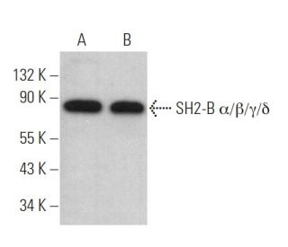SH2-B &alpha;/&beta;/&gamma;/&delta; Antibody (C-11) - Western Blotting - Image 369282 