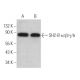 SH2-B α/β/γ/δ Antibody (C-11) - Western Blotting - Image 369282 