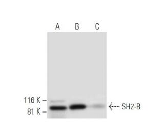 SH2-B Antibody (E-8) - Western Blotting - Image 295733 