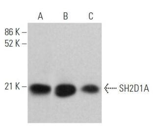 SH2D1A Antibody (A-8) - Western Blotting - Image 369823 