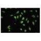 SH2D4A Antibody (63-J) - Immunofluorescence - Image 35517