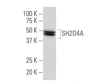 SH2D4A Antibody (63-J) - Western Blotting - Image 33662 