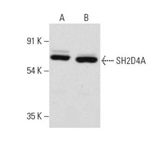 SH2D4A Antibody (F-5) - Western Blotting - Image 317968 