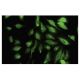 SH3D19 Antibody (397.2) - Immunofluorescence - Image 35702