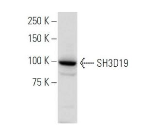 SH3D19 Antibody (397.2) - Western Blotting - Image 34224 