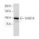 SH3D19 Antibody (397.2) - Western Blotting - Image 34224 