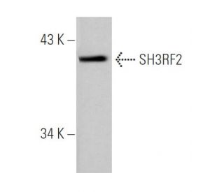 SH3RF2 Antibody (Y-18) - Western Blotting - Image 34341