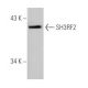 SH3RF2 Antibody (Y-18) - Western Blotting - Image 34341