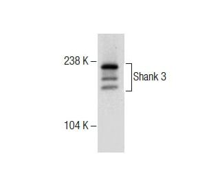 Shank 3 Antibody (E-1) - Western Blotting - Image 285007 