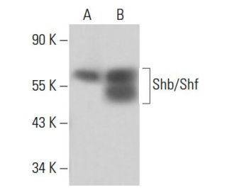 Shb/Shf Antibody (B-1) - Western Blotting - Image 16394