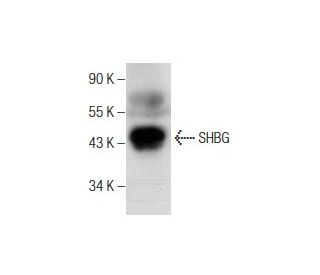 SHBG Antibody (C-2) - Western Blotting - Image 260707