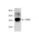 SHBG Antibody (C-2) - Western Blotting - Image 260707
