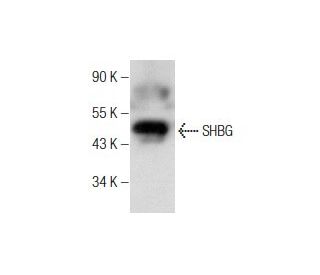 SHBG Antibody (G-4) - Western Blotting - Image 260706