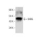 SHBG Antibody (G-4) - Western Blotting - Image 260706