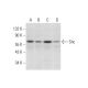 Shc Antibody (B-9) - Western Blotting - Image 297865