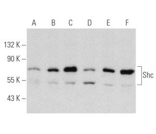Shc Antibody (B-9) - Western Blotting - Image 354831 
