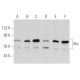 Shc Antibody (B-9) - Western Blotting - Image 354831 