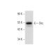 Shc Antibody (F-7) - Western Blotting - Image 301544 