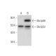 Shc Antibody (H-11) - Western Blotting - Image 303781