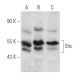 Shc Antibody (H-11) - Western Blotting - Image 354828 