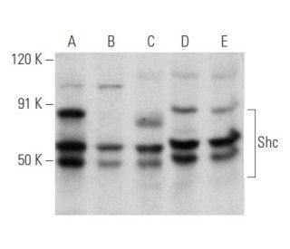 Shc Antibody (PG-797) - Western Blotting - Image 354858 