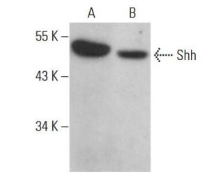 Shh Antibody (E-1) - Western Blotting - Image 376766SAM Transcription Activation: SAM system utilizing dCas9-VP64, MS2-P65-HSF1, and sgRNA for precise gene transcription activation.