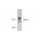 SHIP-1 Antibody (D-11) - Western Blotting - Image 317942 