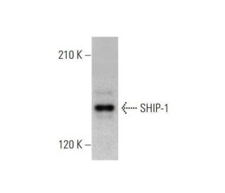 SHIP-1 Antibody (D-11) - Western Blotting - Image 352608 