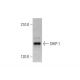 SHIP-1 Antibody (D-11) - Western Blotting - Image 352608 