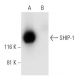 SHIP-1 Antibody (E-8) - Western Blotting - Image 294778