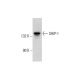 SHIP-1 Antibody (E-8) - Western Blotting - Image 317941 