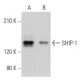 SHIP-1 Antibody (E-8) - Western Blotting - Image 379368 