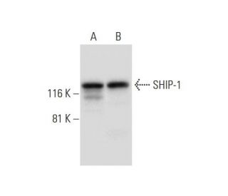SHIP-1 Antibody (F-5) - Western Blotting - Image 294779 