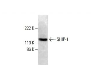 SHIP-1 Antibody (G-11) - Western Blotting - Image 291832 